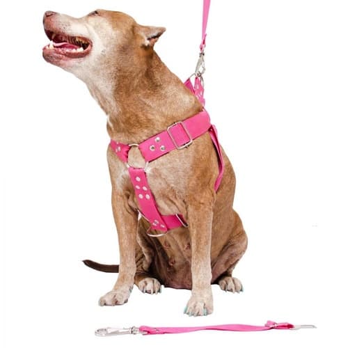 Peitoral Cachorro Com Guia E Adaptador Pit Bull Grande Porte