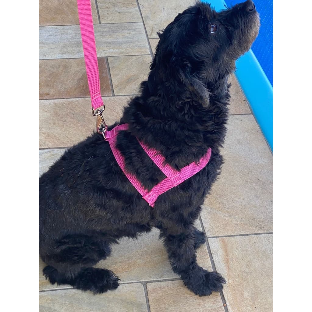 Coleira Guia Peitoral Para Cachorro Gato Passeio metros 1,0m Pets Cães Pequeno e Medio Porte