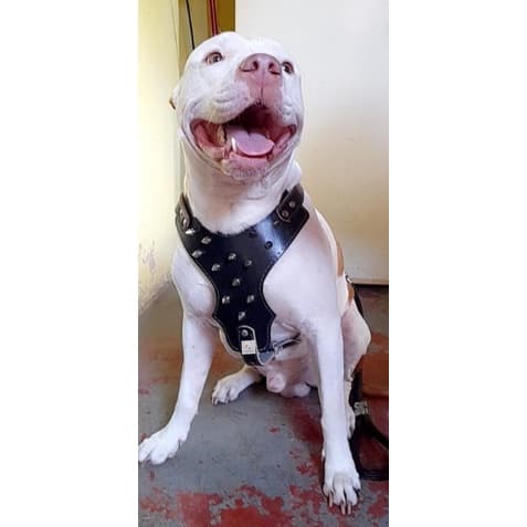 Peitoral Pitbull Luxo Feito em Couro com Spike + guia corda grossa com amortecedor