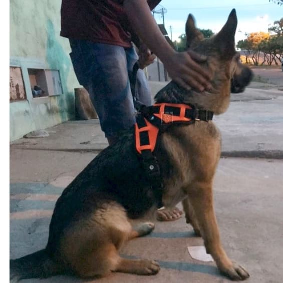 Peitoral para cães médios grandes Pastor Alemão PitBull Rottweiler Akita regulagem forte costurado reforçado brinde guia