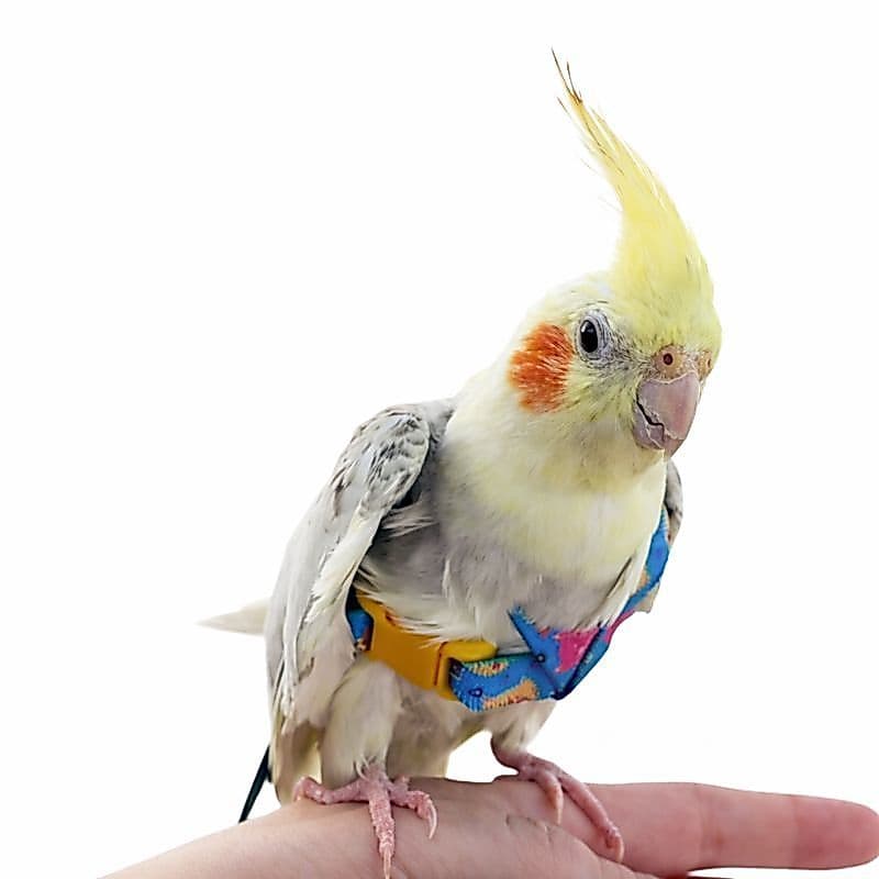 Coleira Peitoral Para Calopsita Ajustável + Guia Elástico Aves