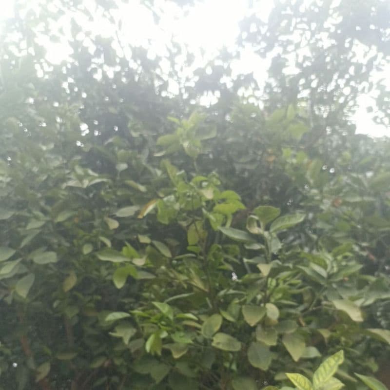 Folhas de Quintal Naturais e Orgânicas para Chá 30 Unidades - Escolha a Sua Erva Pura