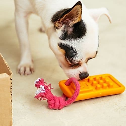 Mordedor de Nylon Disque Diversão Para Cachorro | com corda para puxar, morder e brincar, brinquedo interativo - Petiko
