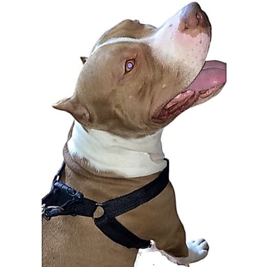 Peitoral pra cachorro grande forte Boxer Labrador vai guia anti puxão feito em fita dupla reforçada