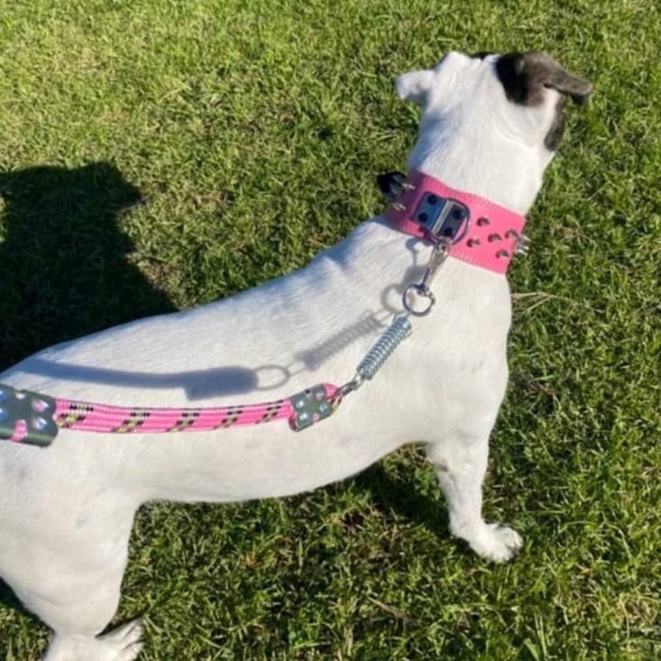 Coleira de couro com spikes cravejada para cachorros pitbull + guia corda antipuxão rotweiller pastor alemão cane corso
