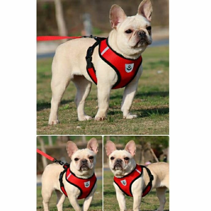 Peitoral Com Guia p/ Cachorro Cães Gatos Coelhos Regulável Confortável Coleira Pet Ajustável Pequeno