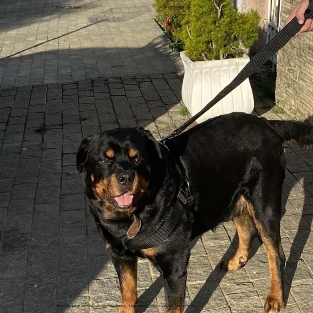 Peitoral Coleira Guia para Cachorro Pet Cão Caminhadas Seguras e Estilosas: Coleiras e Peitoral para Cachorro