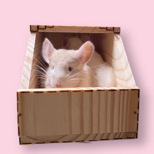 Toca/Ninho/casa/maternidade para chinchilas e mini Coelhos
