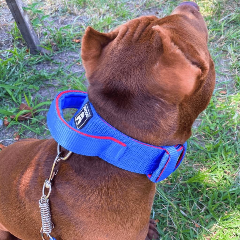 Coleira para Cachorro com Alça Tática Guia com Mola Pitbull Golden Retriver Samoieda Pastor Alemão