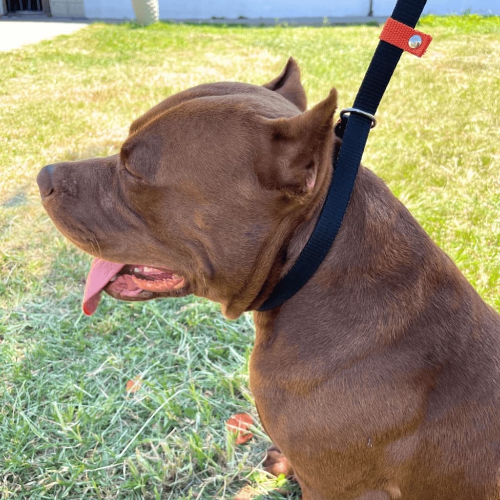 Guia Coleira Enforcador Unificado Pet Cão Pitbull para Passeios Adestramento