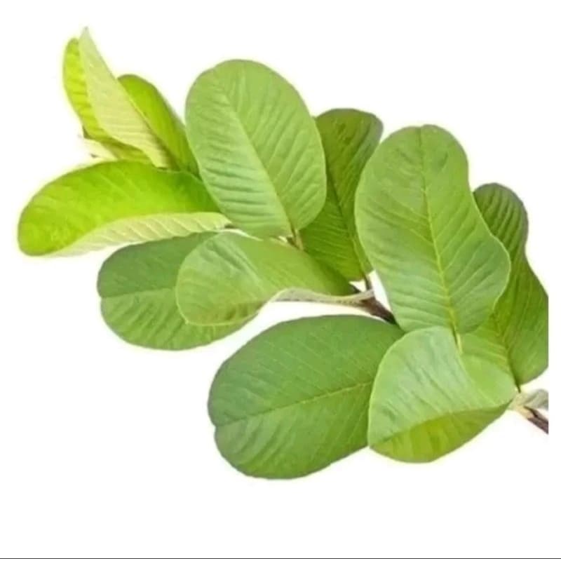 100 Folhas De Goiabeira Goiaba Chá Natural 100% Orgânico