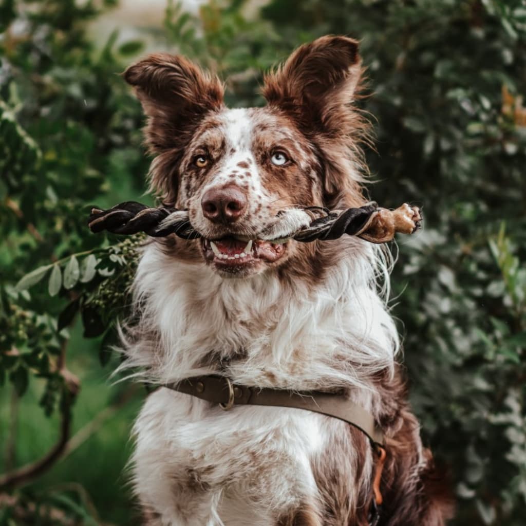 Trança de Couro Bovino para Cachorro Natuka - Mordedor Natural Pet