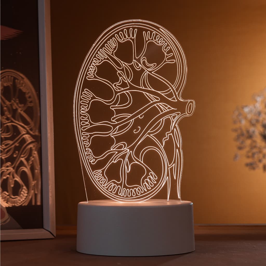 Luminária LED 3D de Mesa / Luz Noturna Presente Criativo / Decoração - rim, órgãos