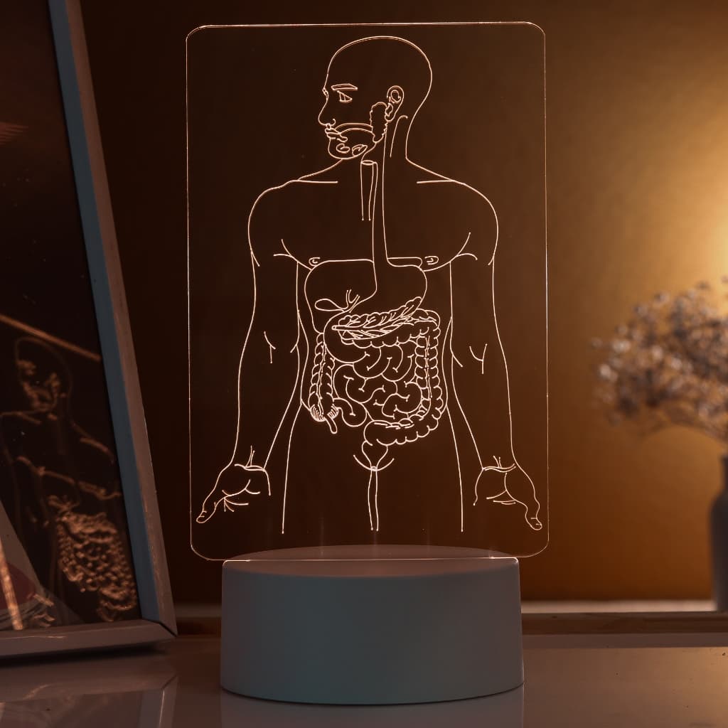 Luminária LED 3D de Mesa / Luz Noturna Presente Criativo / Decoração - sistema digestivo, corpo humano, medicina