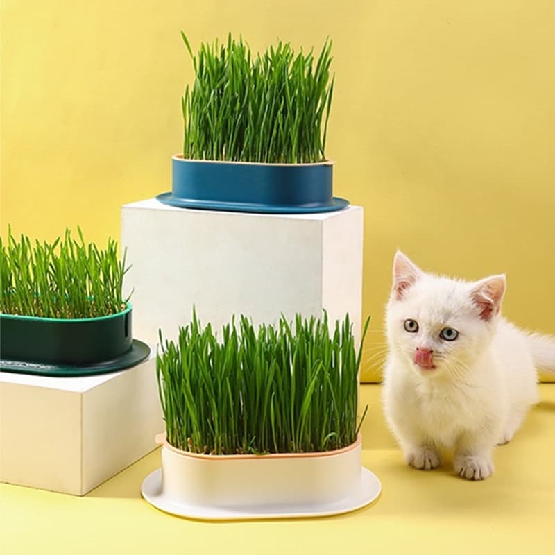 Kit Plante Sua Graminha Grama Para Pets Gatos Cachorros Natural Trigo LR-0242