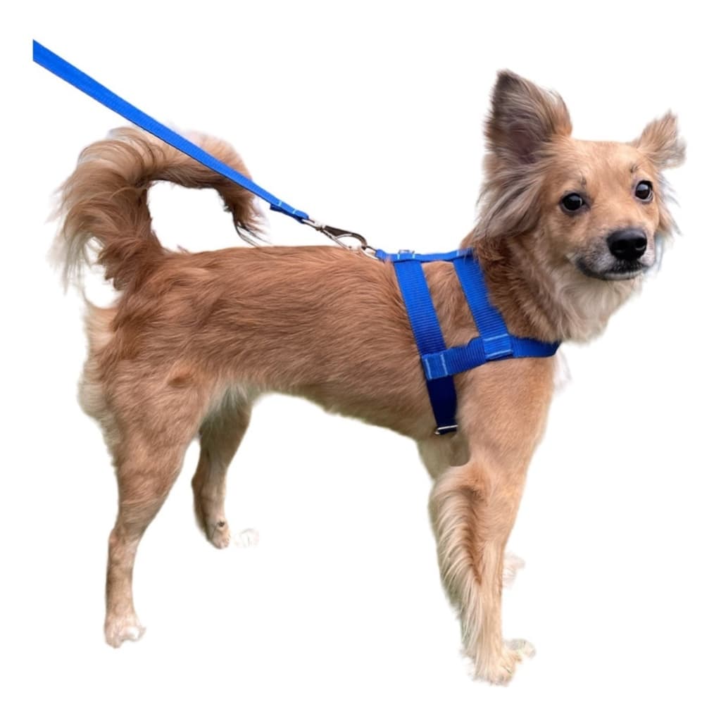Coleira Peitoral Tradicional Pet com Guia para cães de Porte Pequeno Médio