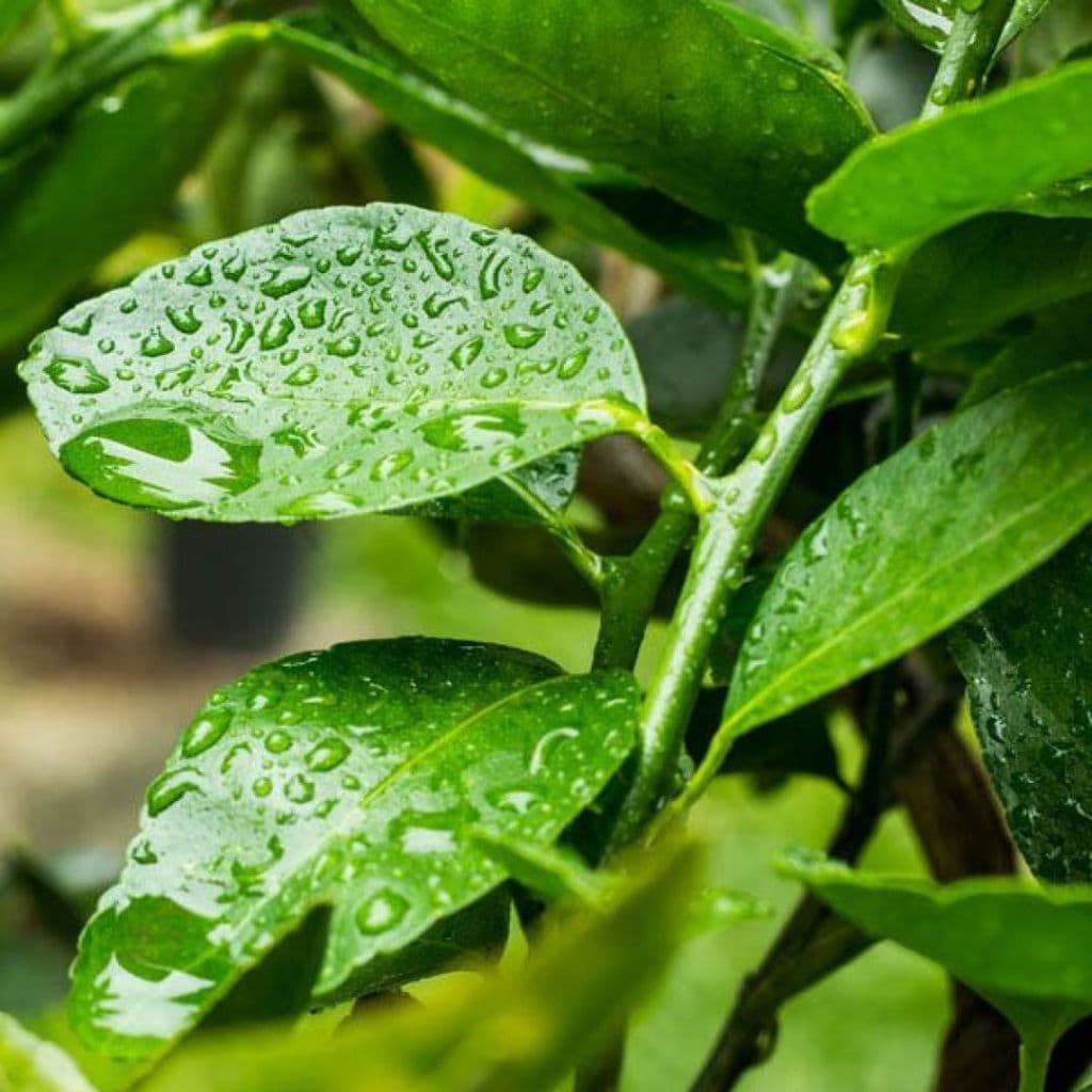 Kit 100 Folhas de Limão Limoeiro Frescas 100% Orgânicas Chá Aromaticas Medicinais