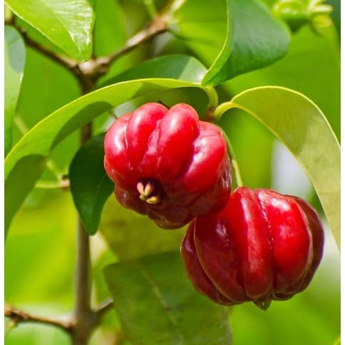 Folhas de Pitanga  Pitangueira-100% Organicas