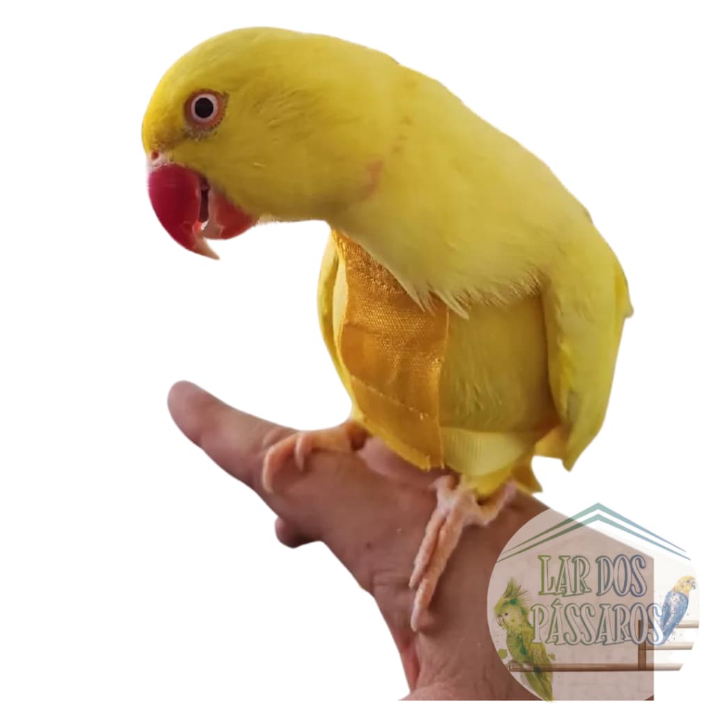 Peitoral Com Coleira Guia- Ring Neck Uso Fácil