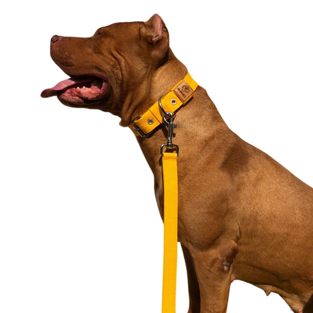 kit coleira slim e guia de 120 cm para cães de médio e grande porte.