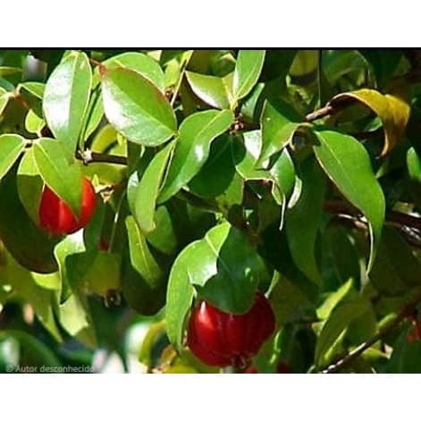 Folha de pitanga  100 unidades Natural e orgânica