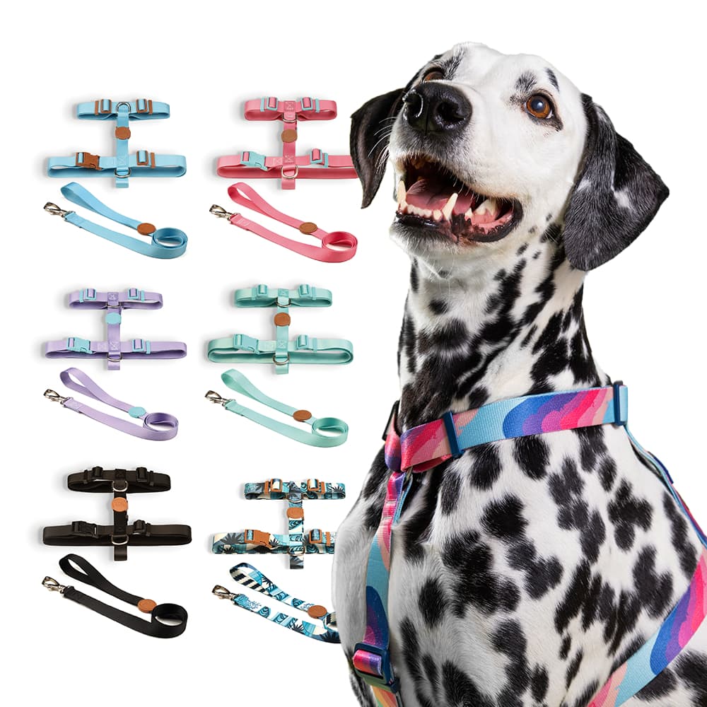 Coleira Peitoral H e Guia Toh para Cachorro Fita Premium 100% Poliéster Fecho Resistente