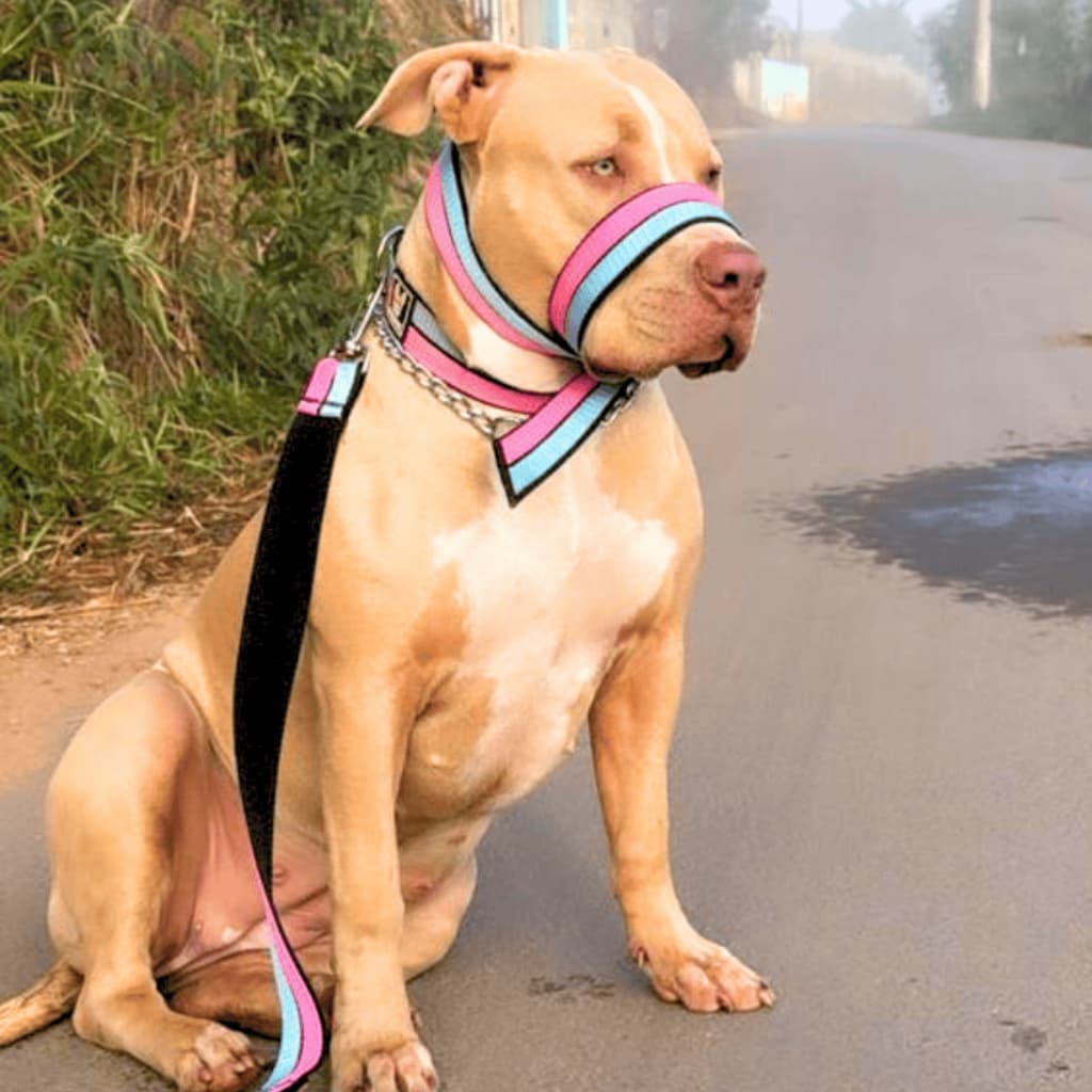 Guia Focinheira Coleira para passeios adestramento Pet Cachorro Salu Pet