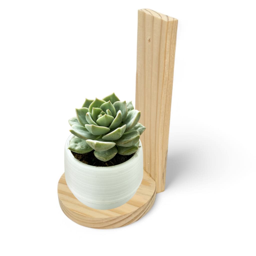 KIT 6 Prateleiras decorativas suspensa nicho de parede suporte de madeira pinus para vasos suculenta