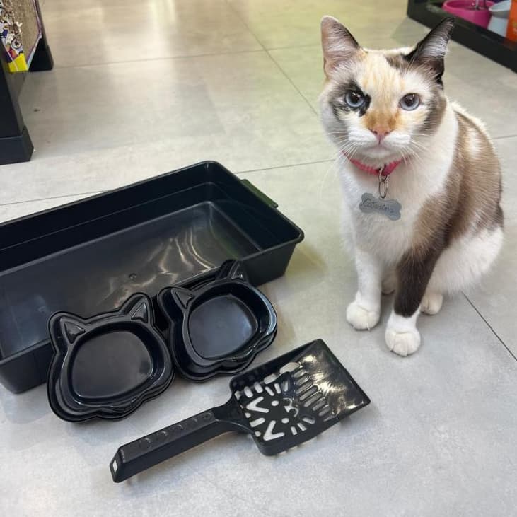 Caixa de Areia Para Gatos Bandeja Sanitária Kit Completo Comedor Bebedor Pá Coletora Higiênica