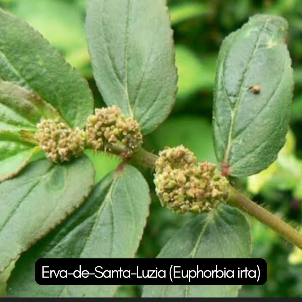 Chá de Erva de Santa Luzia( Euphorbia hirta) orgânico