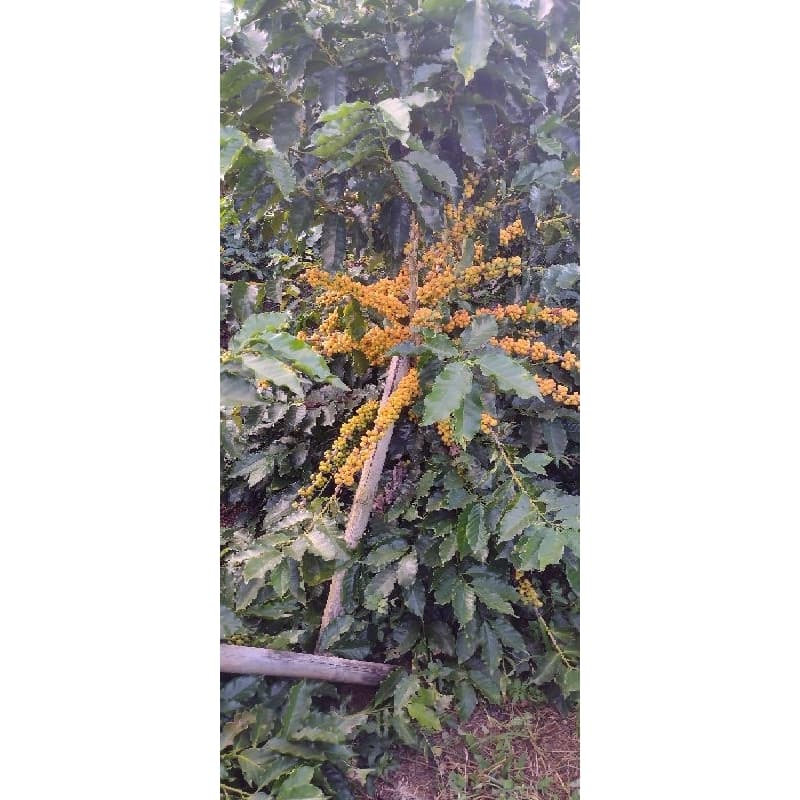 Café em grão cru café arara uma ótima bebida 100% colhido manualmente sem agrotóxico