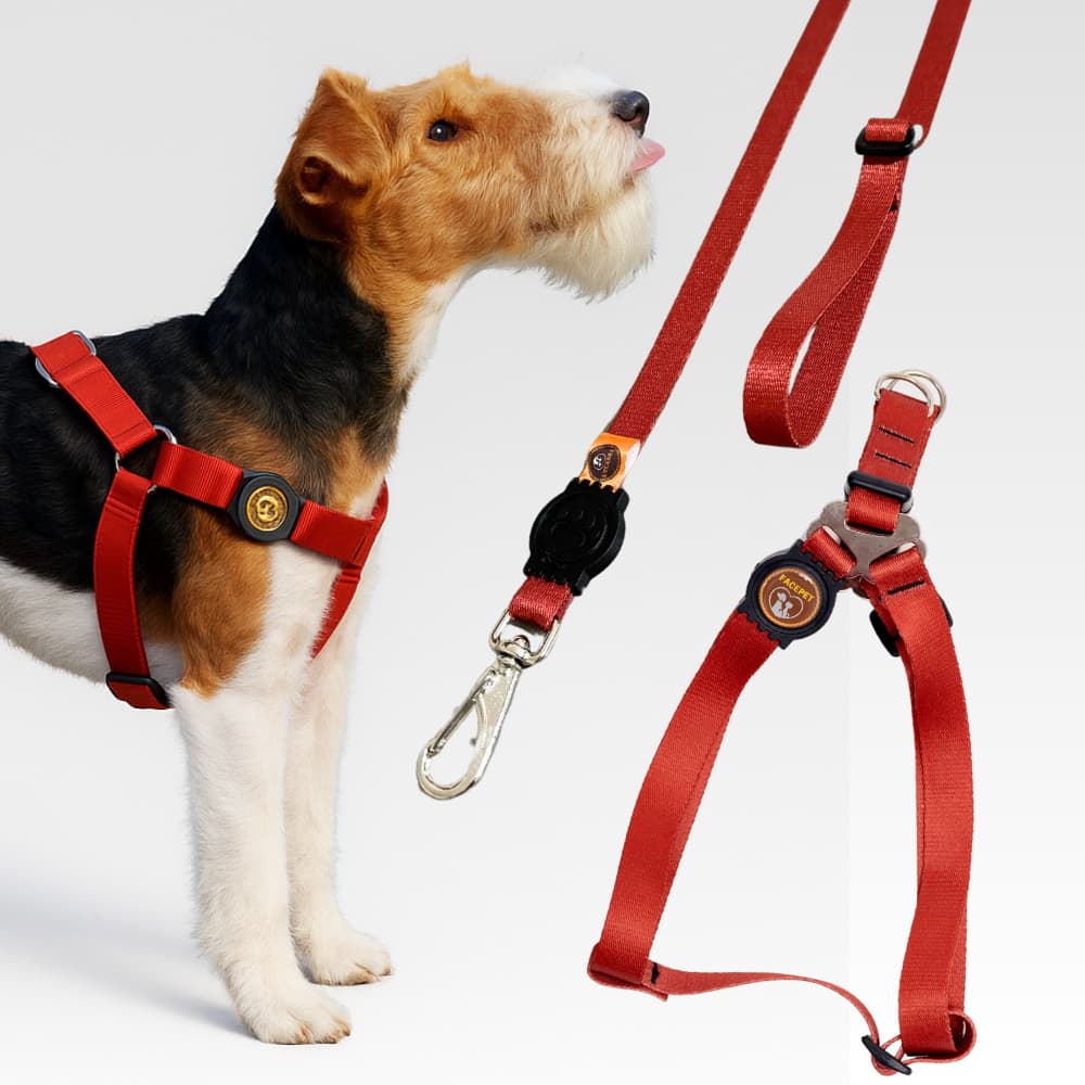 Coleira Peitoral Veste fácil para raças pequenas com guia de passeio pet