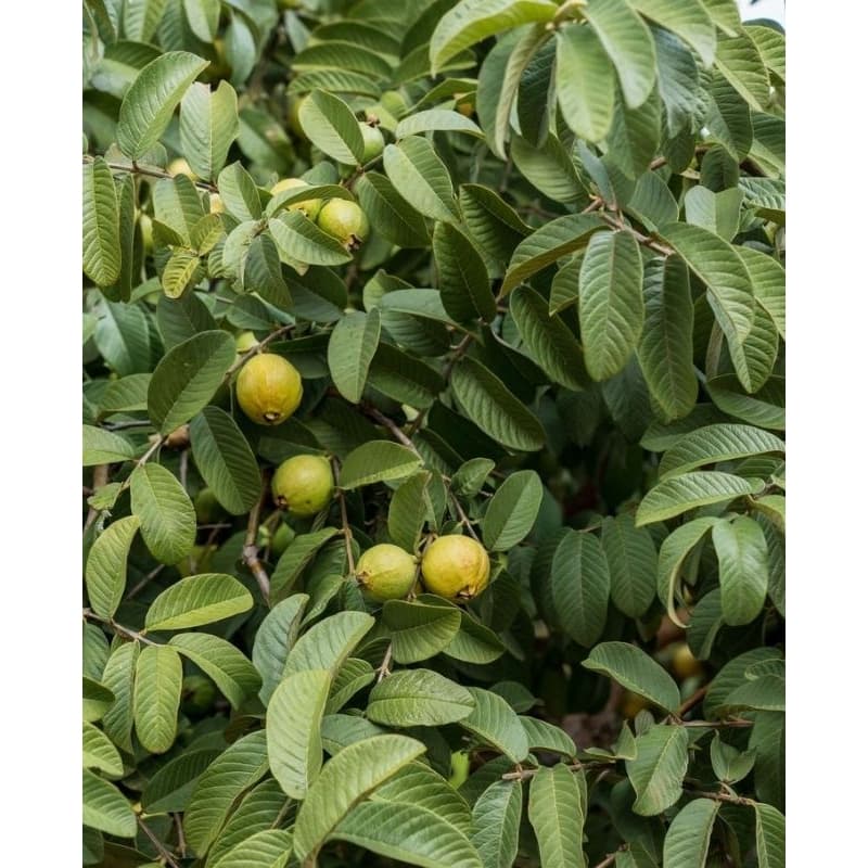 Folhas de Goiaba Natural/Chás e banhos energéticos