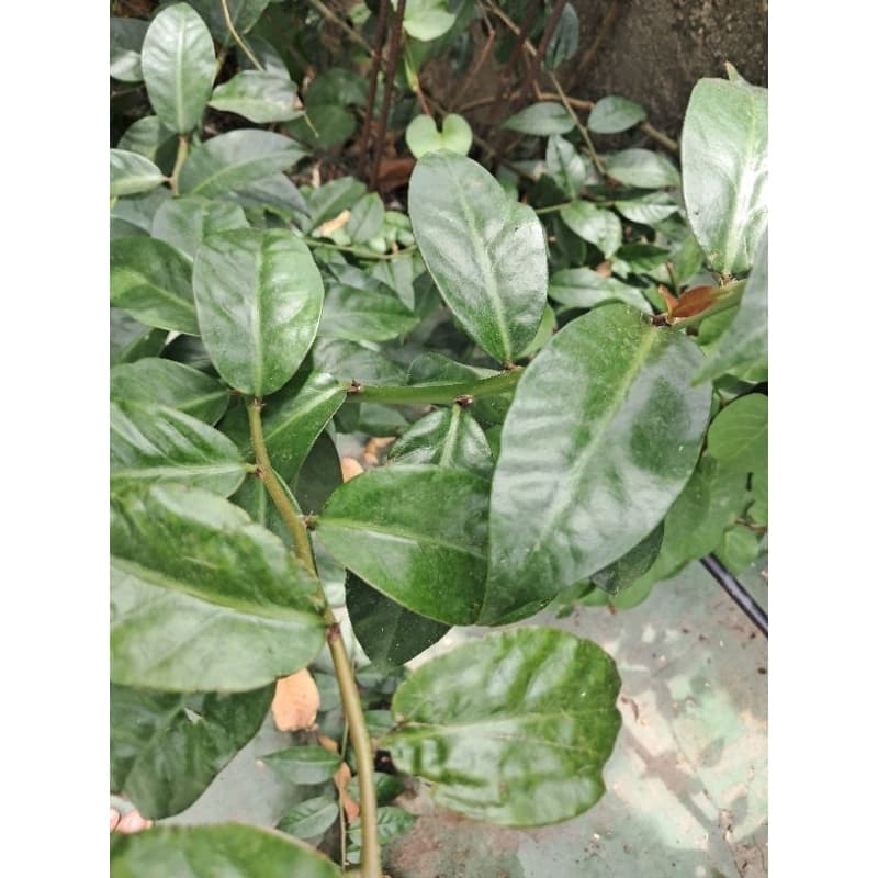 Ora pro nobis, Pereskia aculeata folhas in natura orgânicas 100 grs