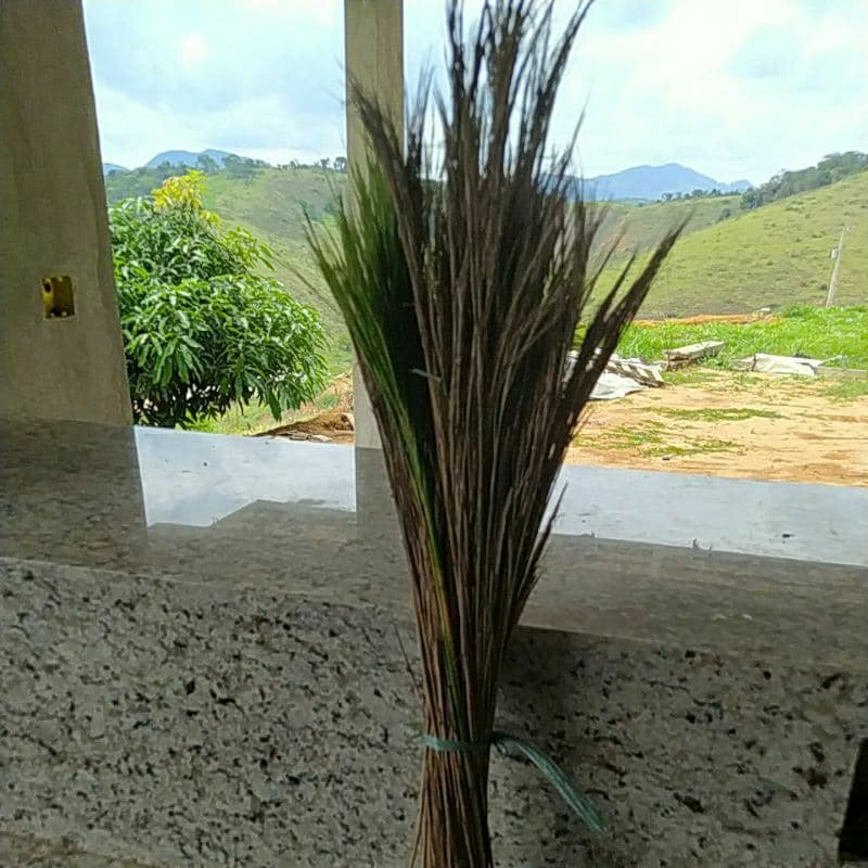 CAPIM RABO DE BURRO SECO PARA CHÁ ORGÂNICO OU PARA DECORACAO RUSTICA