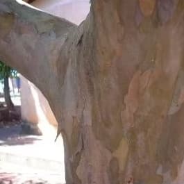 Cascas orgânica de Goiabeira/Chá e banho do tronco da Goiaba orgânica