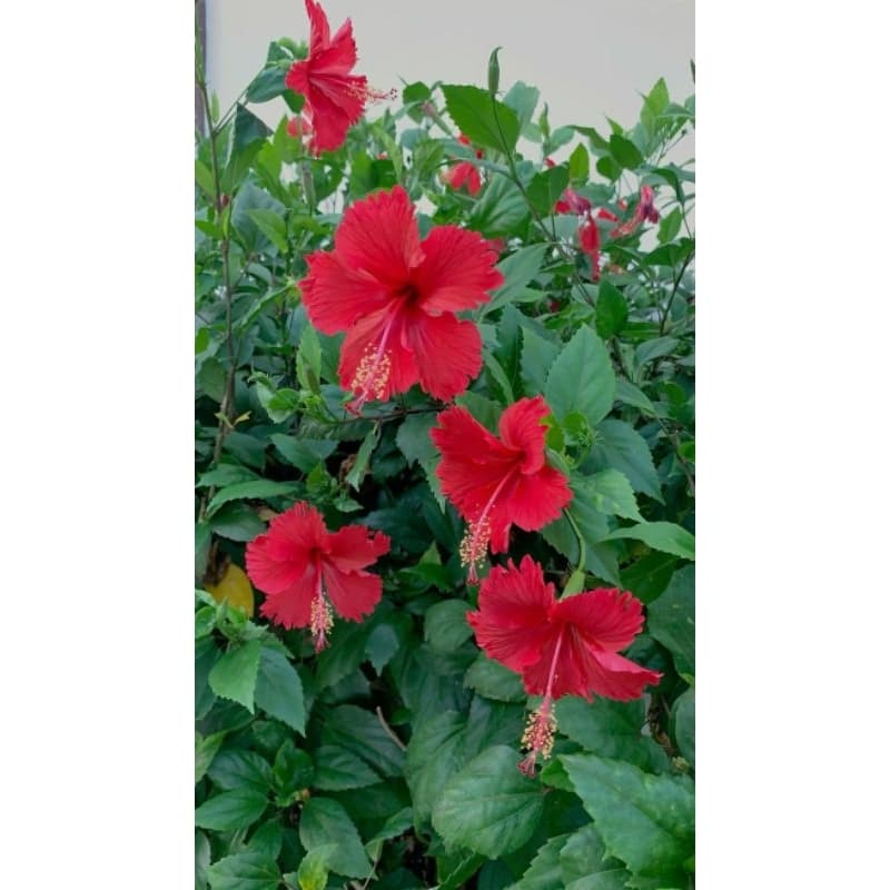 Folhas de hibisco natural para banhos energéticos- limpeza espiritual