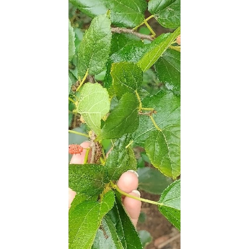 Amoras em folhas desidratadas 100g orgânica Natural banho/Chá/Infusão