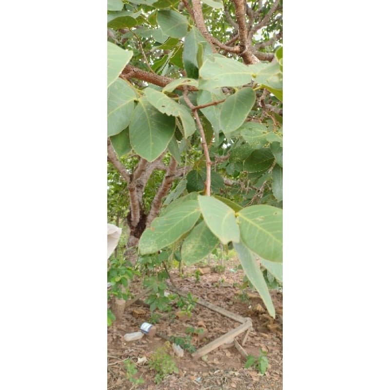 Pequi em folhas desidratadas orgânica,faz chá natural saudável