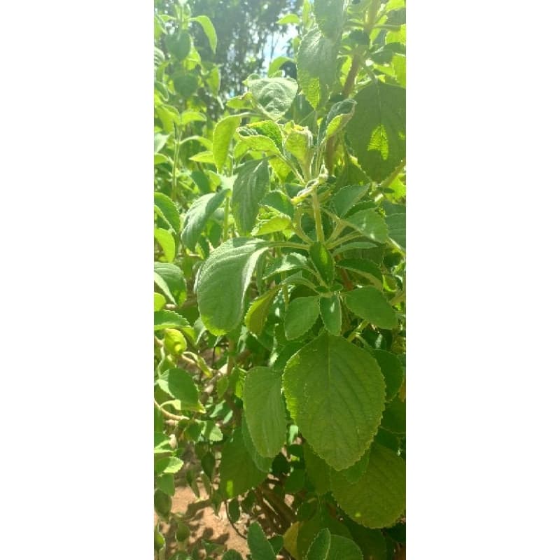 100g folha de boldo de jardim nacional para chá caseiro orgânico