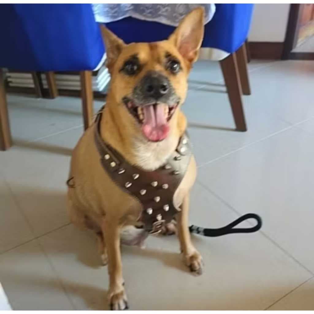 coleira peitoral luxo em couro de bufalo legitimo + guia de corda 14mm com amortecedor