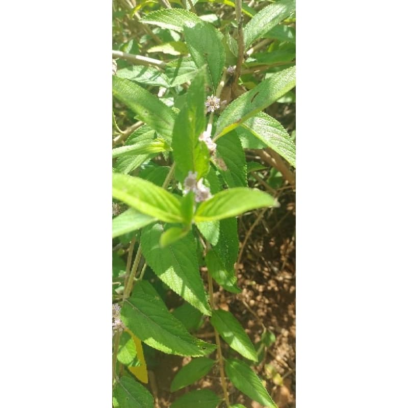 Erva-Cidreira (Melissa officinalis) folhas desidratadas para chá natural orgânico