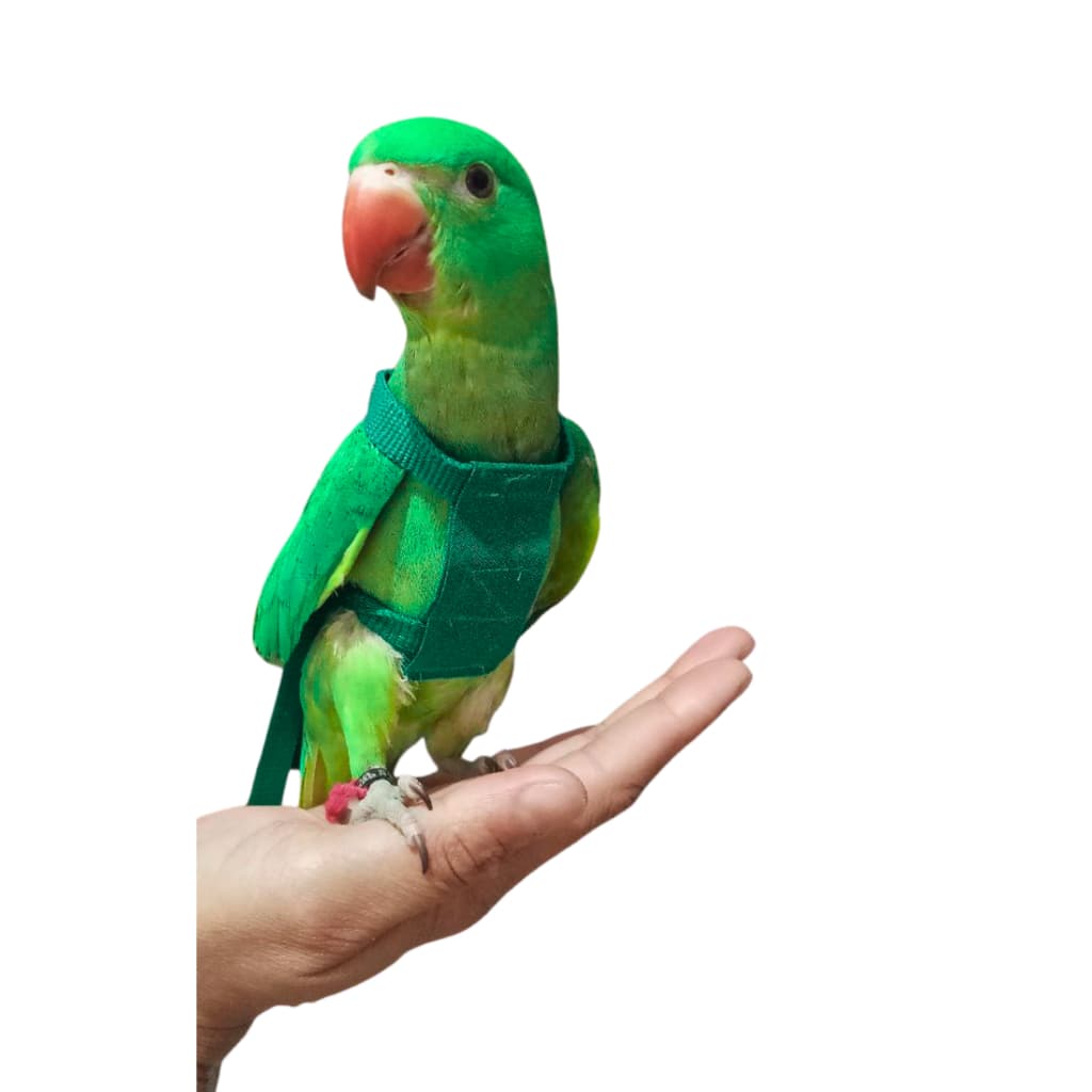 Coleira Peitoral Com Guia Para Ring Neck