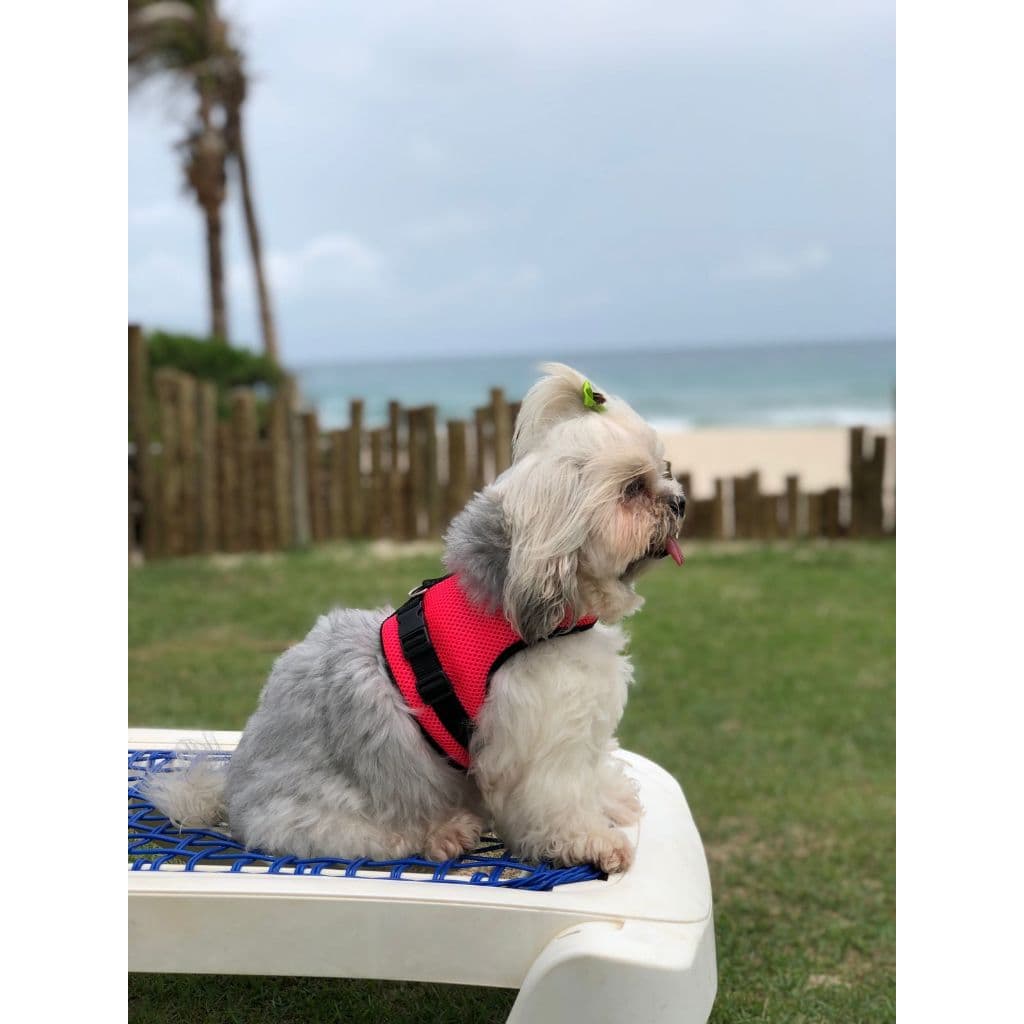 Peitoral Confort para Pets - Peitoral para Cães e Gatos - Marko Pets - Coleira