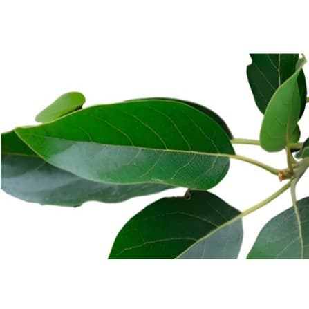 Chá Folhas De Abacateiro Natural 60 Unidades Orgânico