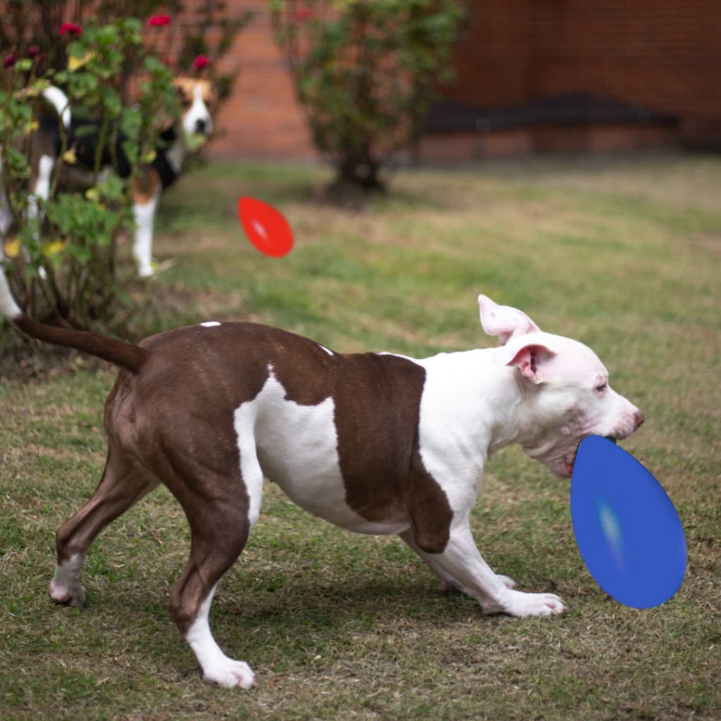 OVO MALUCO Brinquedo Antiestresse Para Seu Pet PORTE GRANDE