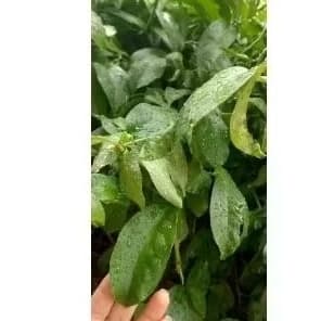 Folhas desidratadas de Ora pronobis para cha orgânica natural da roça