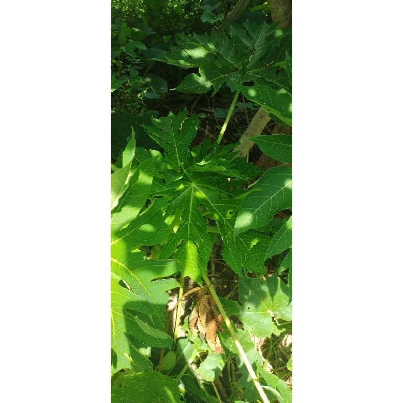 100g de Folha de mamão orgânico para cha natural