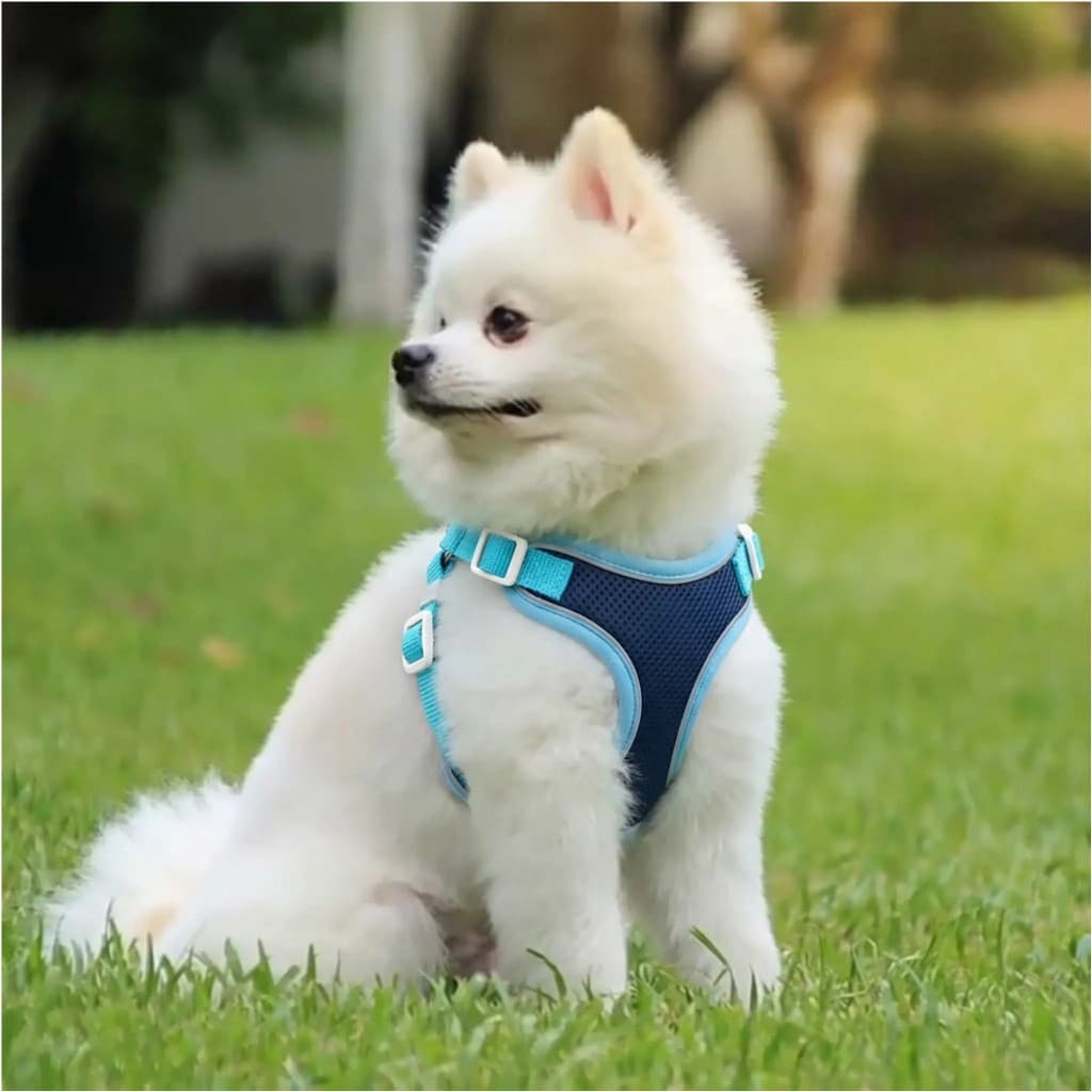 Coleira Peitoral com Guia Longa (1,2m) Para Cachorros e Gatos - Respirável - Segurança e Conforto