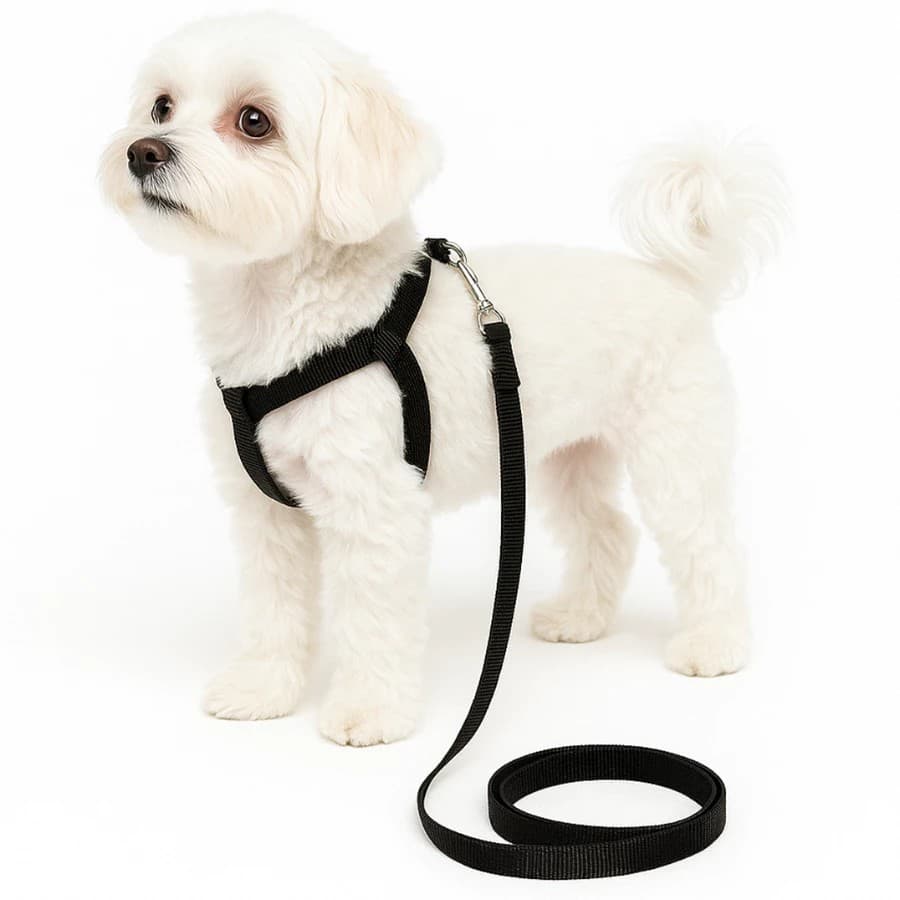 Kit Coleira Peitoral + Guia para Cachorros – Conforto, Segurança e Estilo para seu Pet